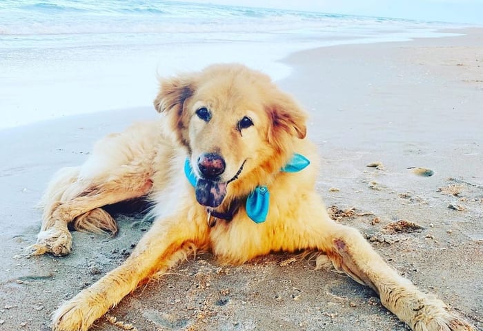 Dog Beach